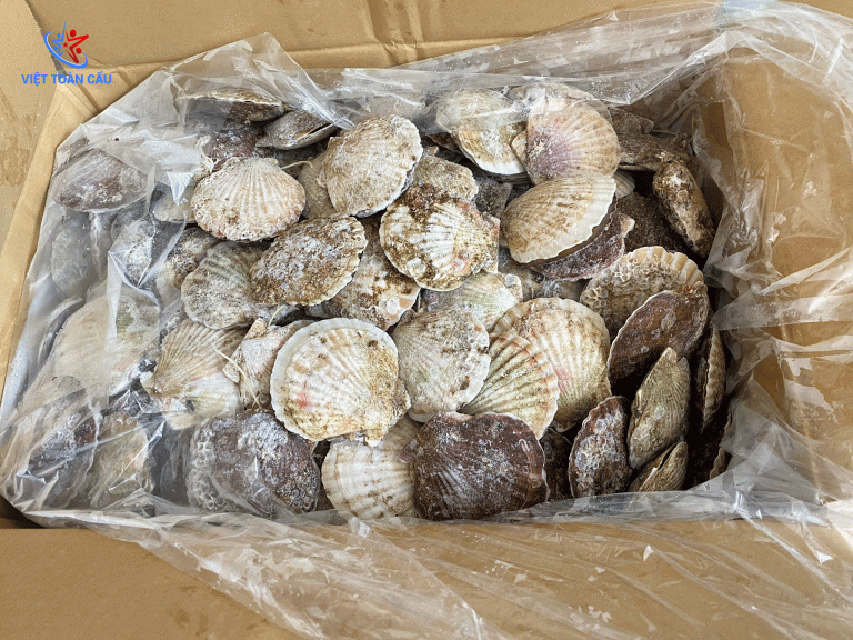 Sò điệp Nhật Bản